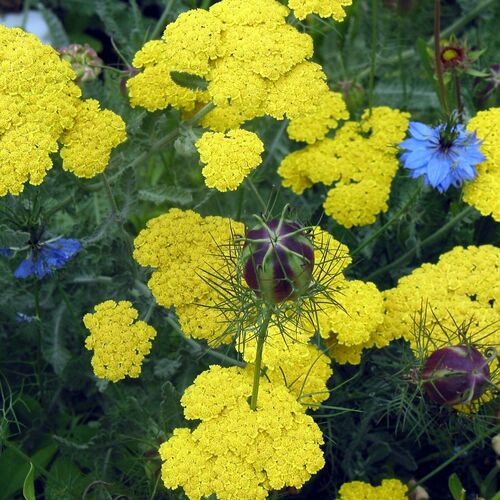 Тысячелистник обыкновенный Сани Седакшн / Achillea millefolium "Sunny Seduction"