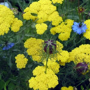 Тысячелистник обыкновенный Сани Седакшн / Achillea millefolium "Sunny Seduction" С2