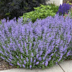 Котовник Фассена Сикс Хиллз Жиант / Nepeta faassenii "Six Hills Giant" С1,5