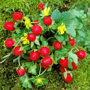 Дюшенея / Potentilla indica С1,5