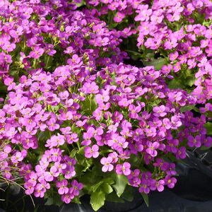 Арабис кавказский Кэтволк Пинк / Arabis Caucasica "Catwalk Pink" С1,5