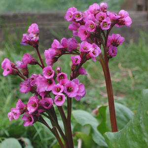 Бадан сердцелистный Пурпуреа / Bergenia cordifolia "Purpurea" С2