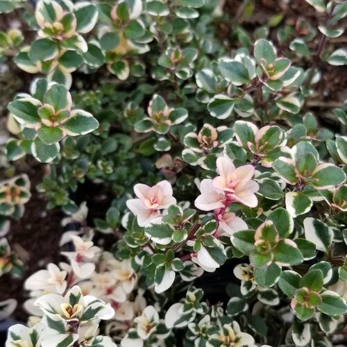 Тимьян блошиный Фокслей / Thymus pulegioides "Foxley" С1,5