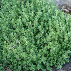 Тимьян лимоннопахнущий Оранж / Thymus citriodorus "Orange" С1,5