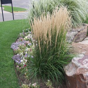 Вейник остроцветковый Карл Форстер / Calamagrostis acutiflora "Karl Foerster"