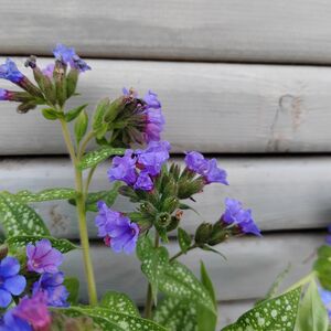 Медуница Треви Фонтейн / Pulmonaria Trevi "Fountain" С2