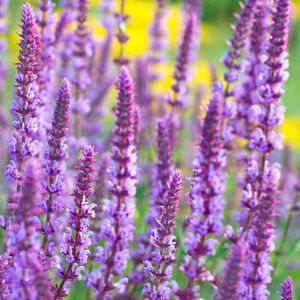 Шалфей дубравный Аметист / Salvia nemorosa "Amethyst" С2