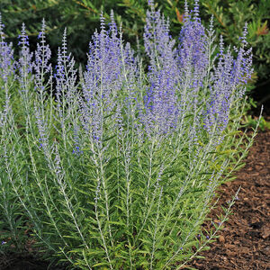 Перовския лебедолистная / Perovskia atriplicifolia С2