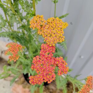 Тысячелистник Вольтер Функе / Achillea "Walter Funcke" С2