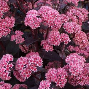 Седум (очиток) гибридный Ксенокс / Sedum hybrid "Xenox" С2