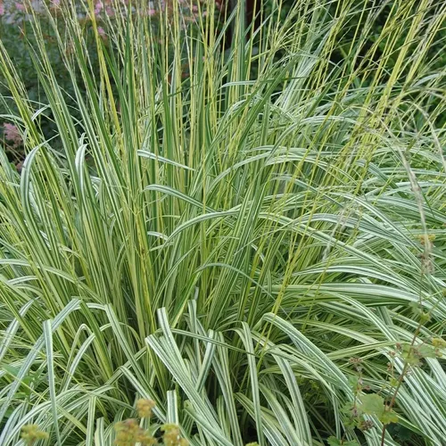 Молиния вариегата / Molinia variegata С2