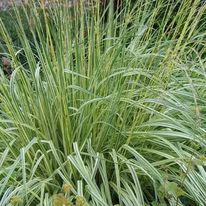 Молиния вариегата / Molinia variegata С2