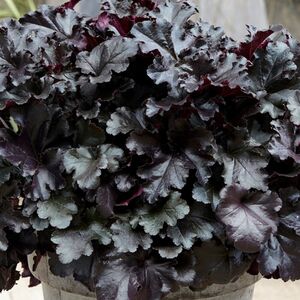 Гейхера Блэк Перл / Heuchera "Black Pearl" С2