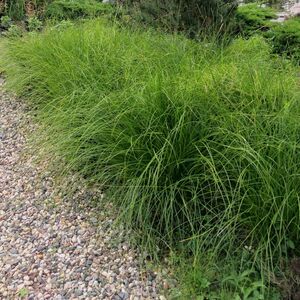 Осока гладконосая / Carex leiorhyncha С1,5