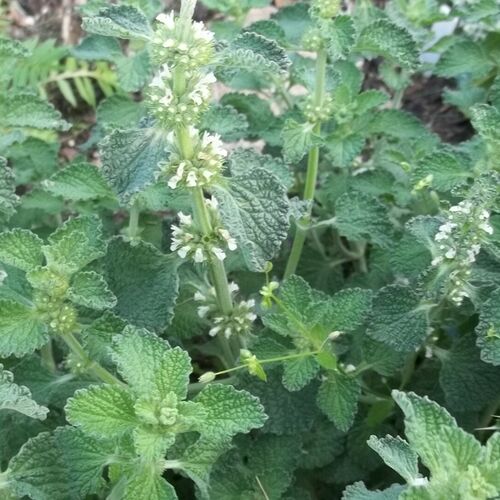 Мелисса лекарственная / Melissa officinalis С1,5