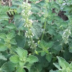 Мелисса лекарственная / Melissa officinalis С1,5