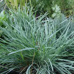 Келерия (тонконог) сизая Кулио / Koeleria glauca "Coolio" С2