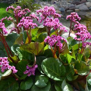 Бадан сердцелистный Шушан Роуз / Bergenia cordifolia "Shoushen Rose" С2