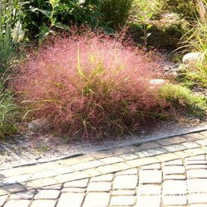 Полевичка видная / Eragrostis spectabilis С2