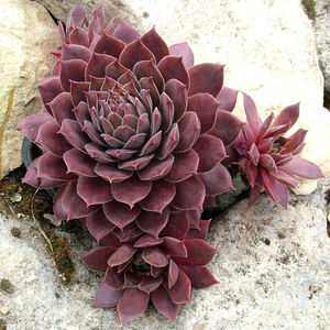 Молодило Кантри Ред / Sempervivum "BigSam Country Red" С1,5