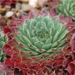 Молодило Касабланка / Sempervivum "Casablanca" С1,5