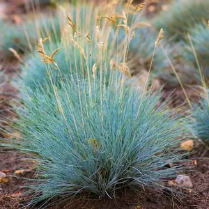 Овсяница сизая Элайджа Блю / Festuca glauca "Elijah Blue" С2