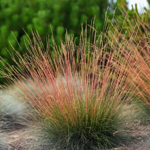 Овсяница Санрайз / Festuca glauca "Sunrise" С2