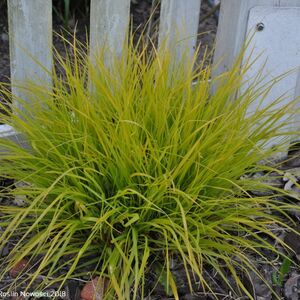 Пеннисетум лисохвостный Хамельн Голд / Pennisetum alopecuroides "Hameln Gold"