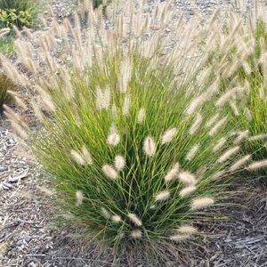 Пеннисетум лисохвостный Хамельн / Pennisetum alopecuroides "Hameln"