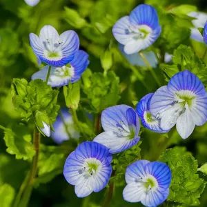 Вероника нитевидная/ Veronica filiformis С1,5