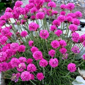 Армерия приморская Морнинг Стар Дип Роуз / Armeria maritima "Morning Star Deep Rose" С1,5