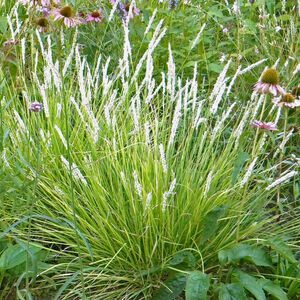 Сеслерия белая (осенняя) / Sesleria alba (autumnalis) С2