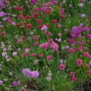 Армерия псевдоармерия смесь / Armeria pseudarmeria С1,5