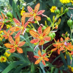 Беламканда китайская / Belamcanda chinensis С2