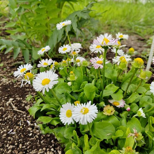 Маргаритка многолетняя / Bellis perennis С1,5