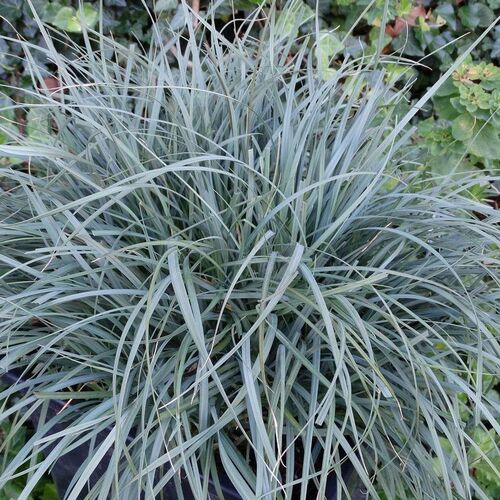 Осока просяная Памира / Carex panicea "Pamira" С2