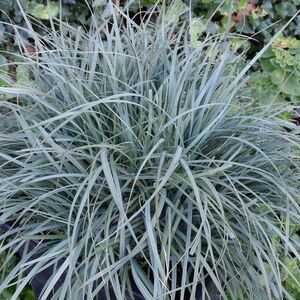 Осока просяная Памира / Carex panicea "Pamira" С2