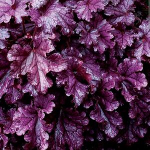 Гейхера Форевер Парпл / Heuchera "Forever Purple" С2