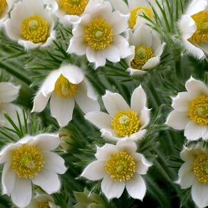 Прострел обыкновенный Пинвил Вайт / Pulsatilla vulgaris "Pinwheel White" С1,5