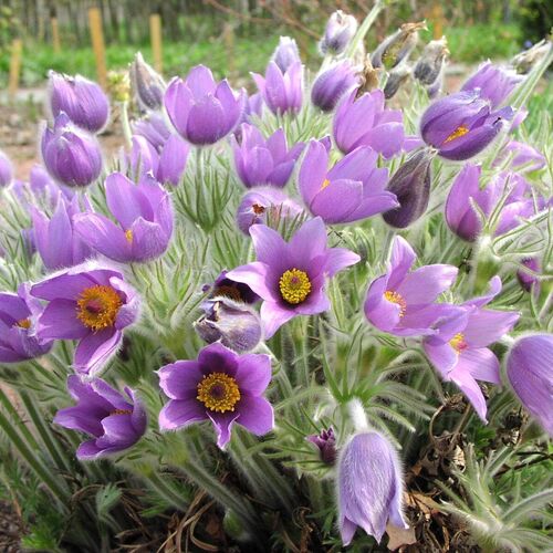 Прострел обыкновенный Пинвил Блю Виолет Шейдес / Pulsatilla vulgaris "Pinwheel Blue Violet Shades" С1,5