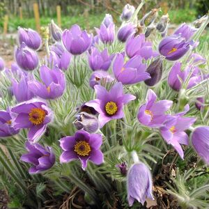 Прострел обыкновенный Пинвил Блю Виолет Шейдес / Pulsatilla vulgaris "Pinwheel Blue Violet Shades" С1,5
