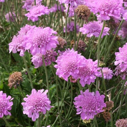 Скабиоза японская Ритц Роуз / Scabiosa japonica "Ritz Roze" С1,5