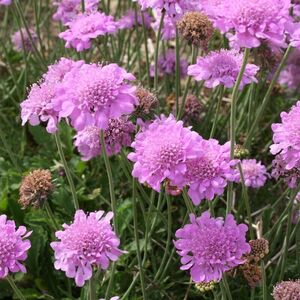 Скабиоза японская Ритц Роуз / Scabiosa japonica "Ritz Roze" С1,5
