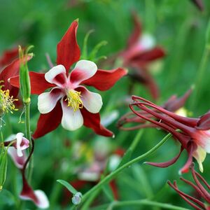 Аквилегия Эрлибёрд Ред Вайт / Aquilegia x hybrida "Earlybird Red White" С2