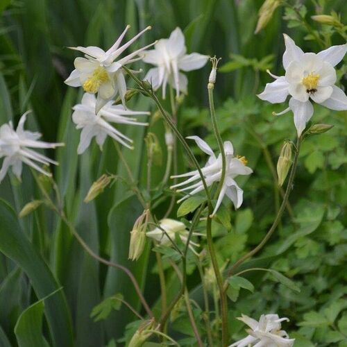 Аквилегия Эрлибёрд Вайт / Aquilegia x hybrida "Earlybird White" С2
