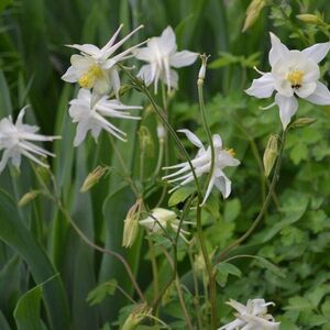 Аквилегия Эрлибёрд Вайт / Aquilegia x hybrida "Earlybird White" С2