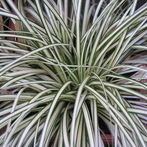Осока Моррова японская вариегата / Carex Morrowii variegata С1,5