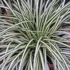 Осока Моррова японская вариегата / Carex Morrowii variegata С1,5