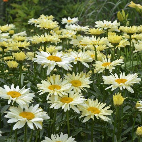 Ромашка (Нивяник) О-ля-Лякрем/ Leucanthemum "Ooh La Lacreme" С2