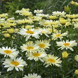 Ромашка (Нивяник) О-ля-Лякрем/ Leucanthemum "Ooh La Lacreme" С2